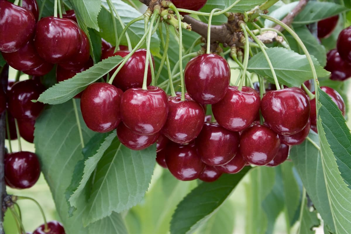 Prunus avium Regina