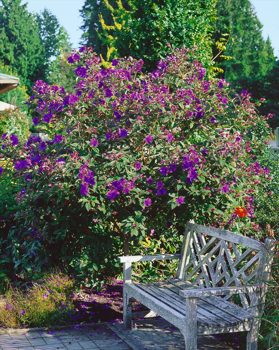 Tibouchina urvilleana