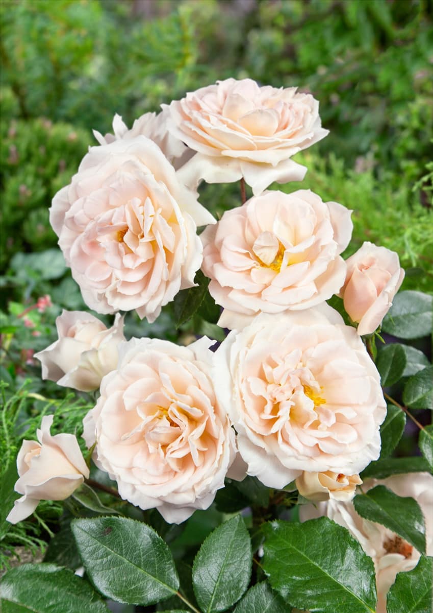 Rosa Lions Rose ®
