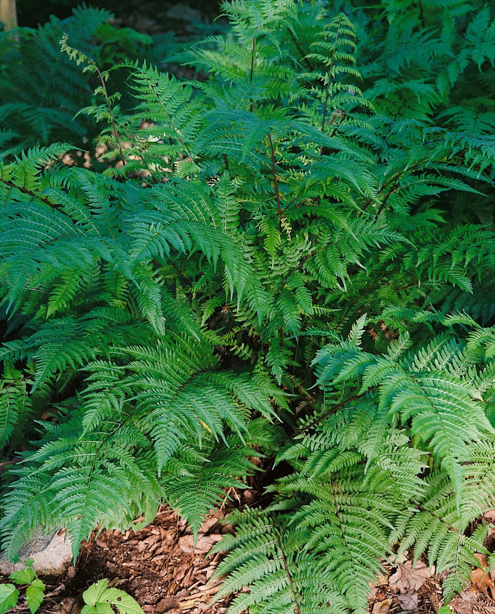 Athyrium x Lady in Red