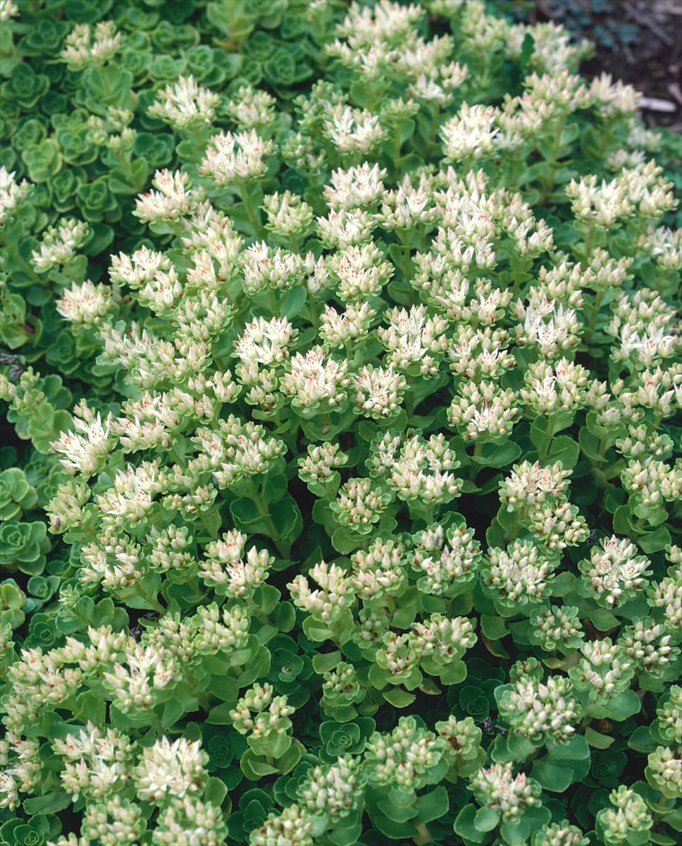 Sedum spurium Album