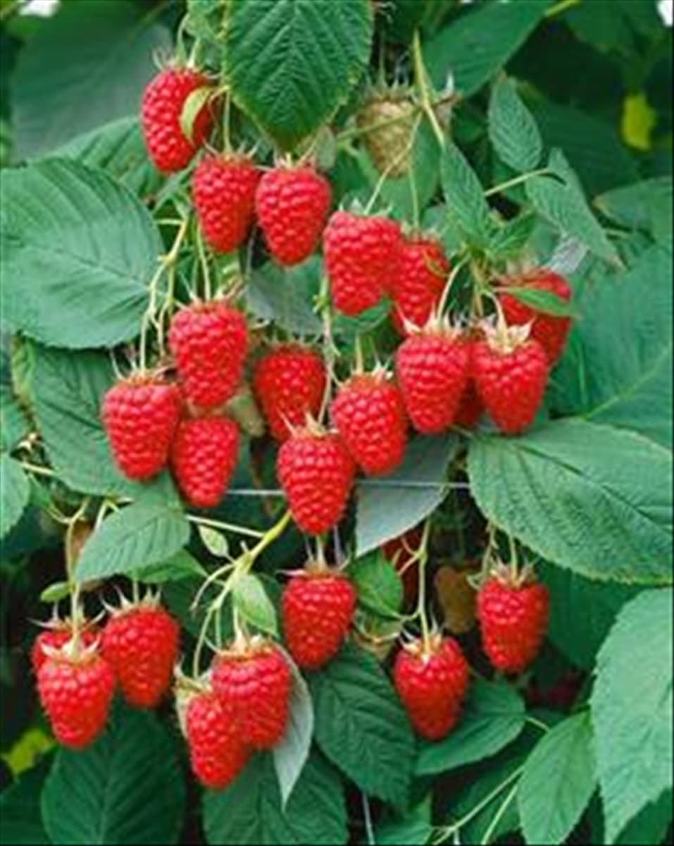 Rubus idaeus Tulameen