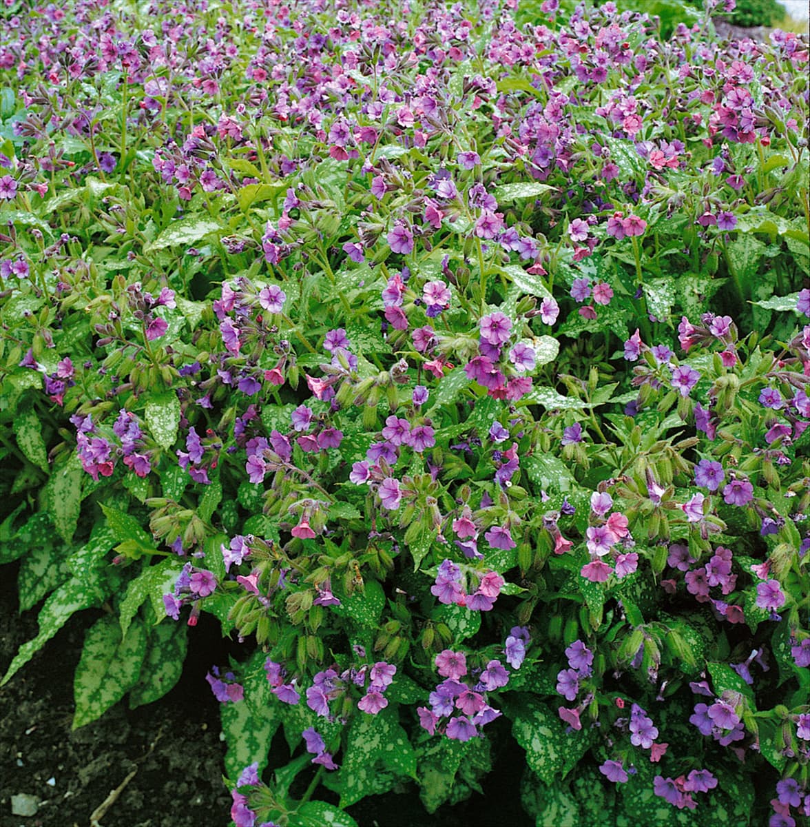 Pulmonaria saccharata Mrs. Moon