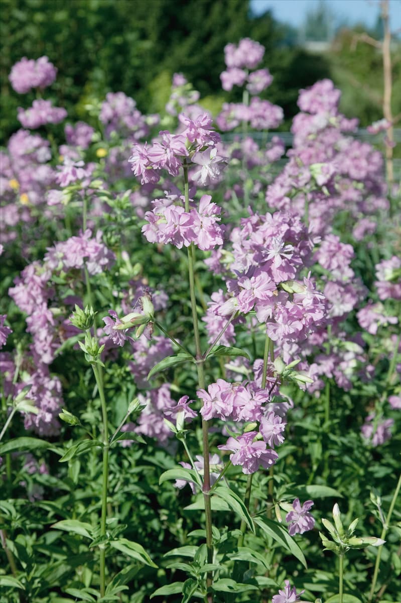 Saponaria officinalis Rosea Plena