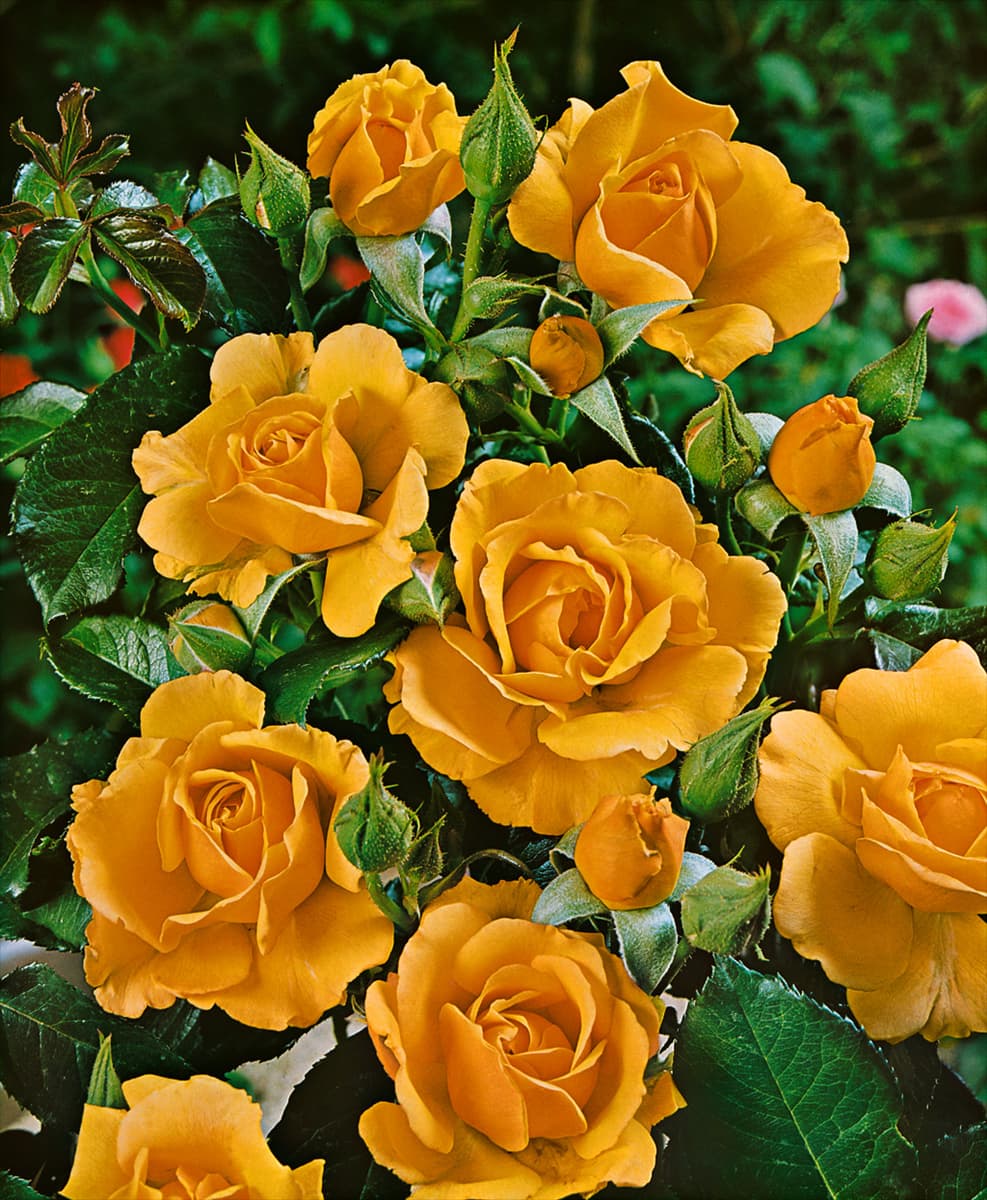 Floribunda Rose TYPE AMBER QUEEN
