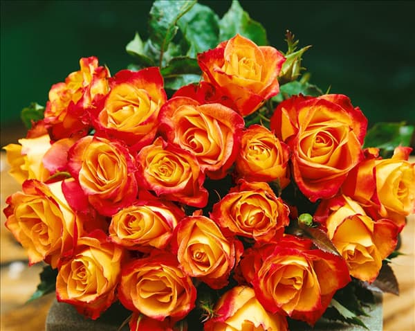Rosa 'Mein München'®