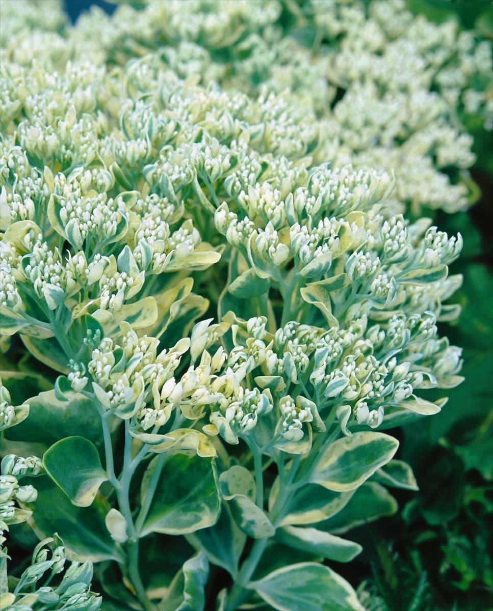 Sedum Frosty Morn