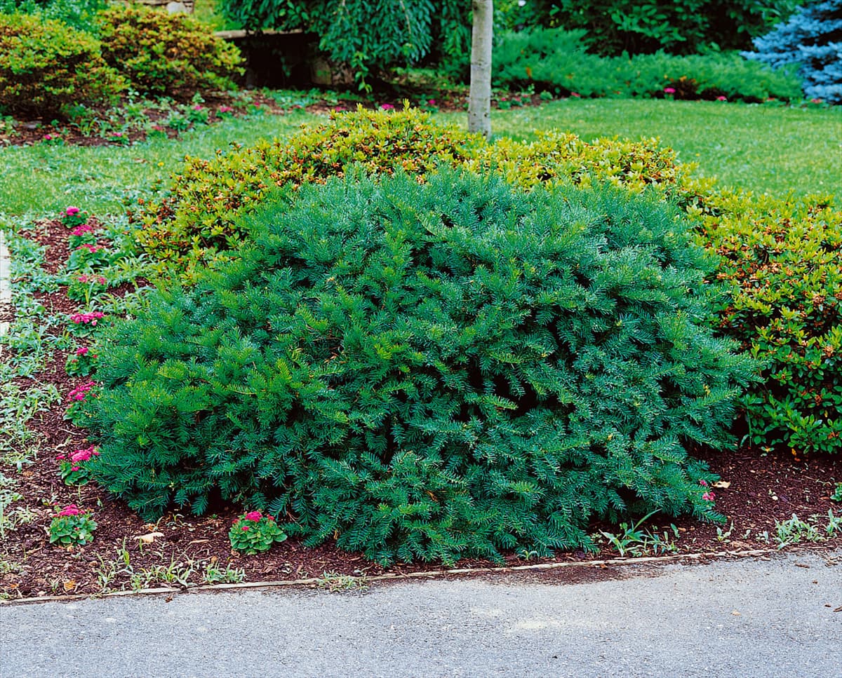 TAXUS cuspidata Greenwave