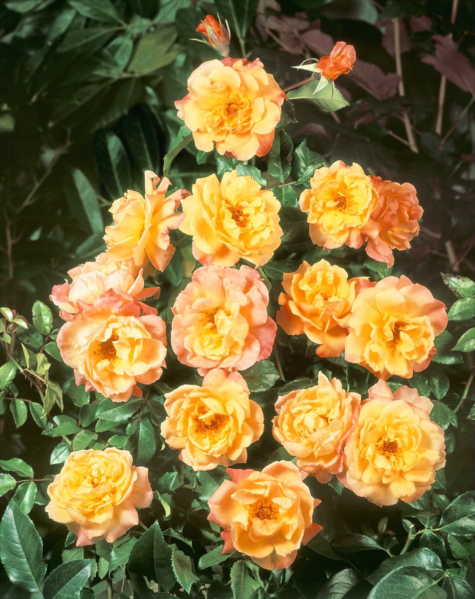 Rosa Moonlight ®