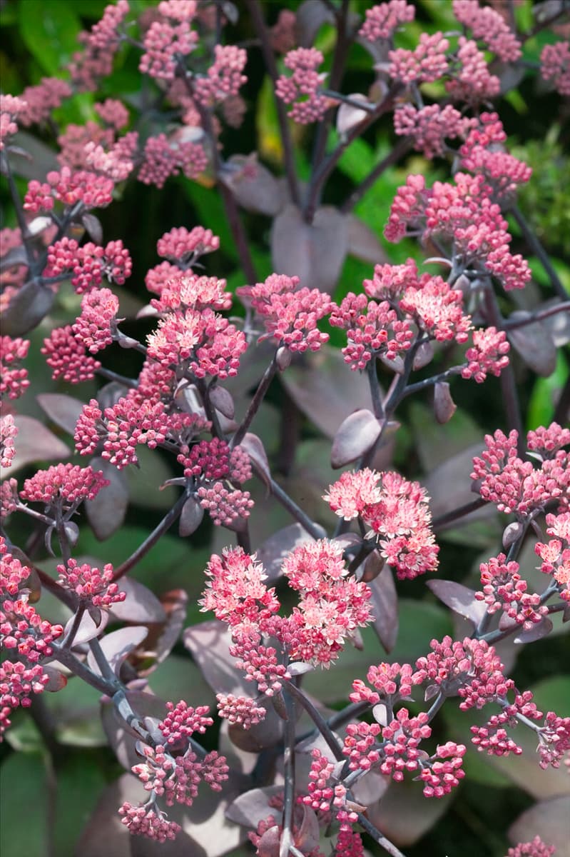 Sedum Xenox