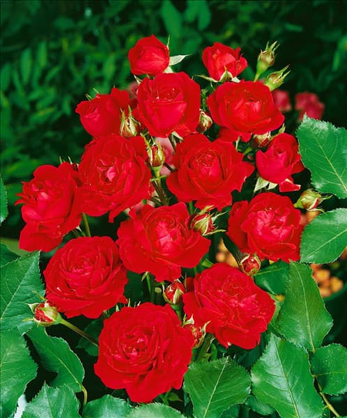 Rosa 'Nina Weibull'®