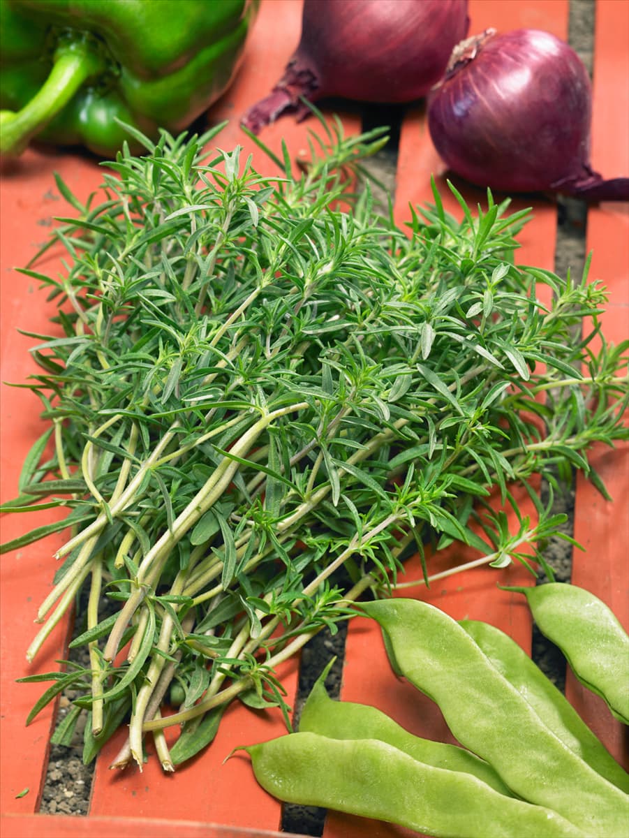 Satureja hortensis