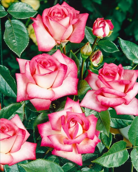 Rosa 'Nostalgie'®