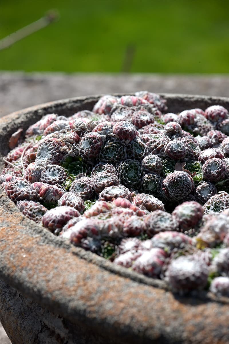 Sempervivum arachnoideum