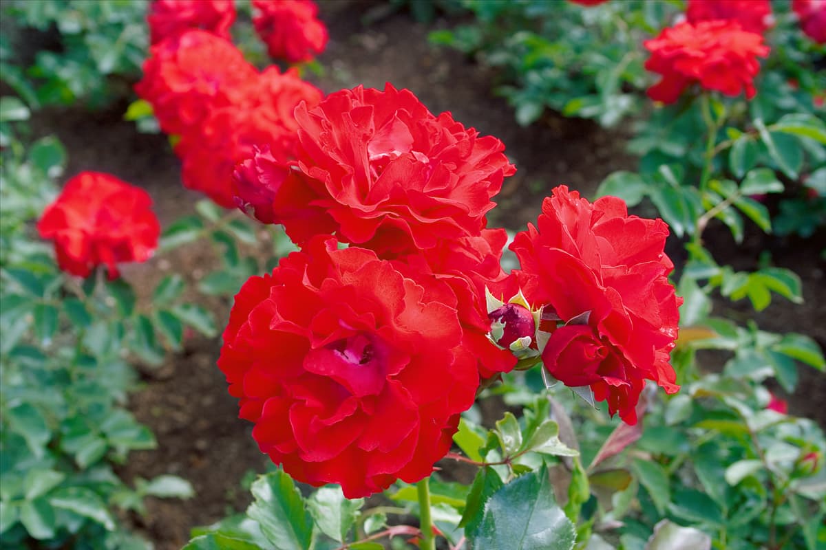 Floribunda Rose Olympisches Feuer