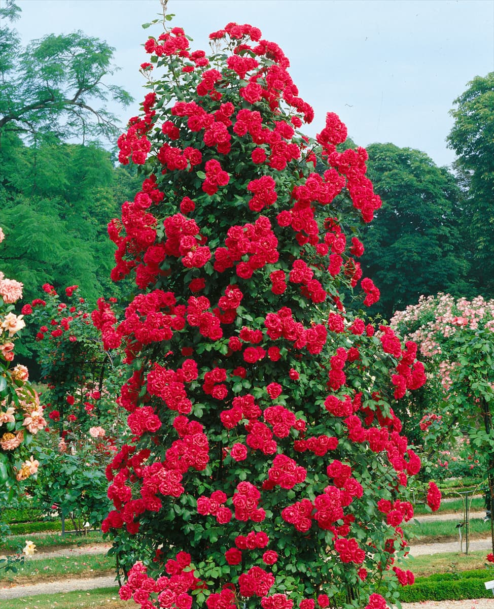 Schlingrose TYPE PAUL'S SCARLET CLIMBER
