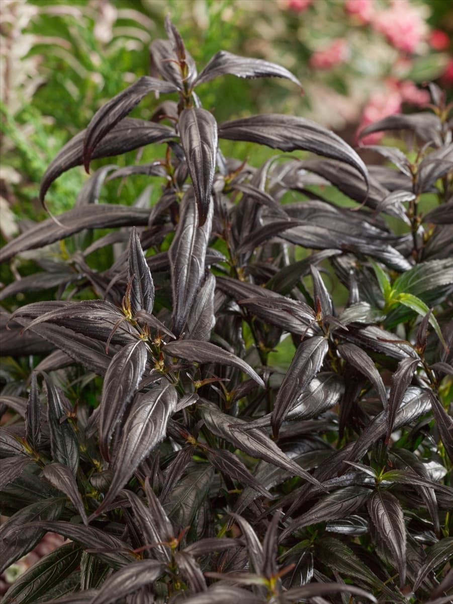 Strobilanthes anisophyllus Brunetti