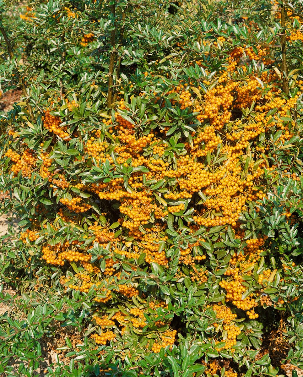 PYRACANTHA GOLDEN CHARMER