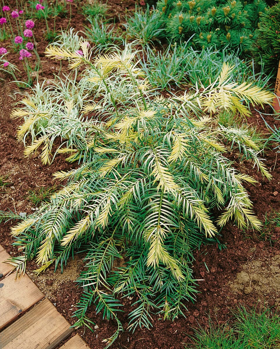Torreya nucifera