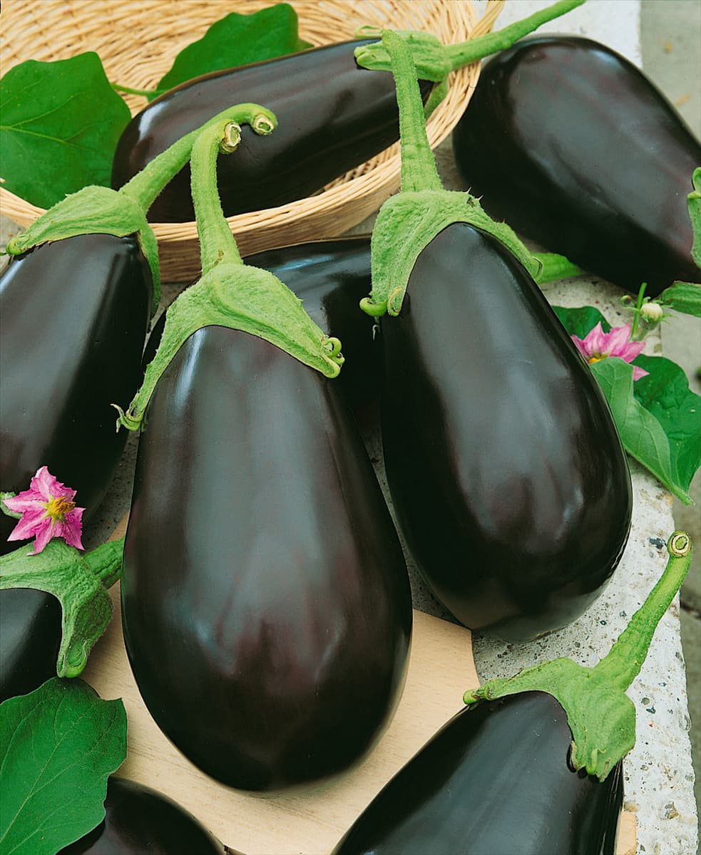 Aubergine / Solanum melongena Blue King