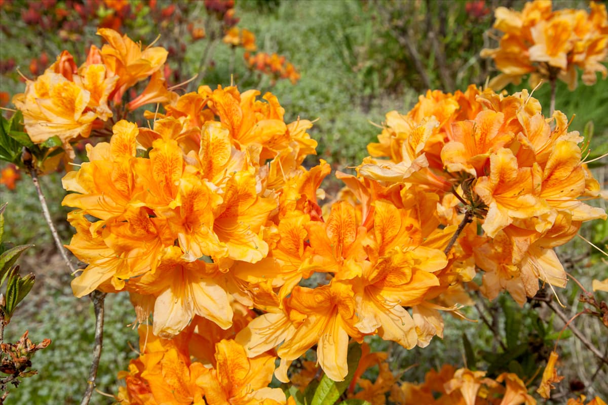 Rhododendron Christopher Wren