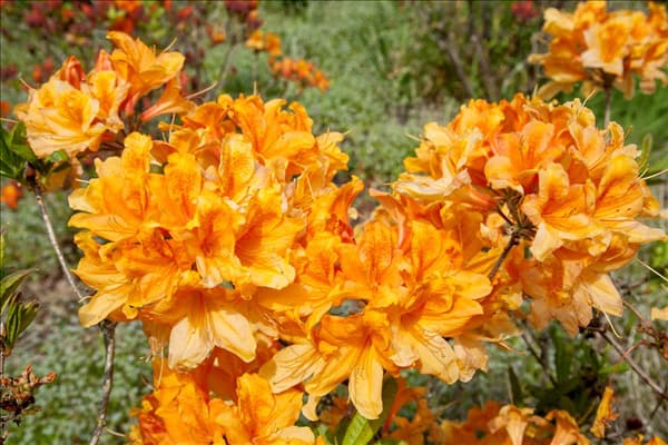 Rhododendron molle 'Christopher Wren'