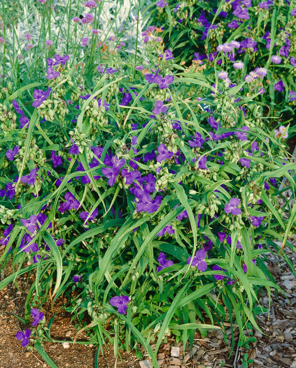 Tradescantia x andersoniana Zwanenburg Blue