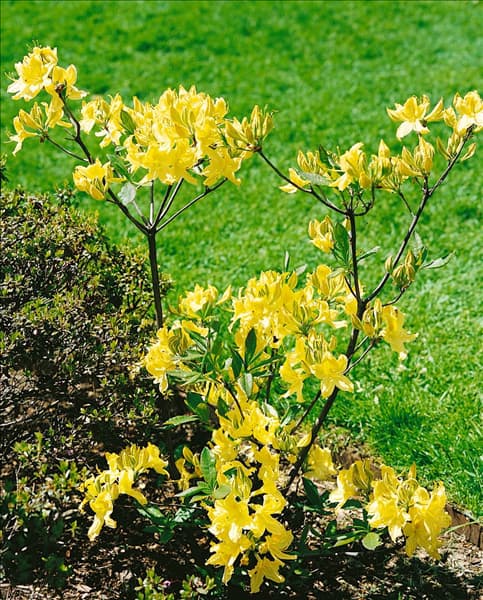 Rhododendron molle 'Lemon Lights'