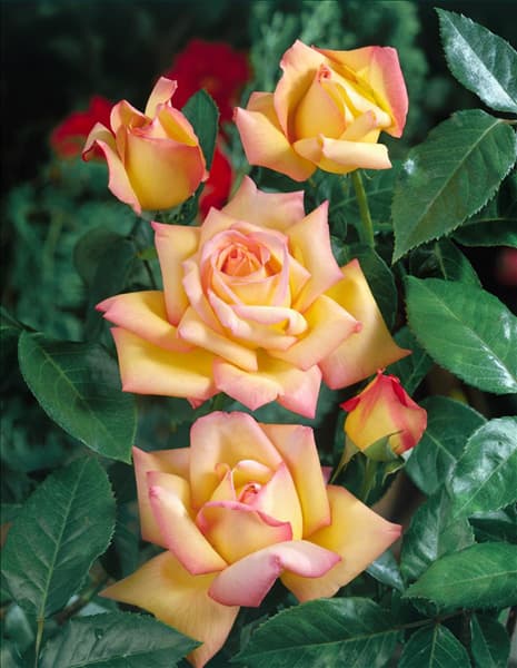 Rosa 'Peace'