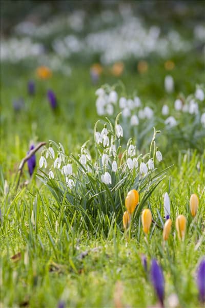Galanthus nivalis