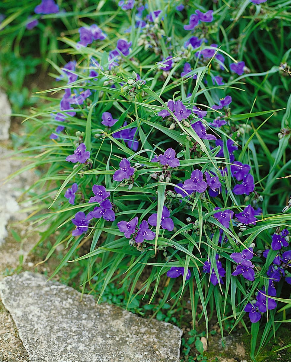 Tradescantia x andersoniana Leonora