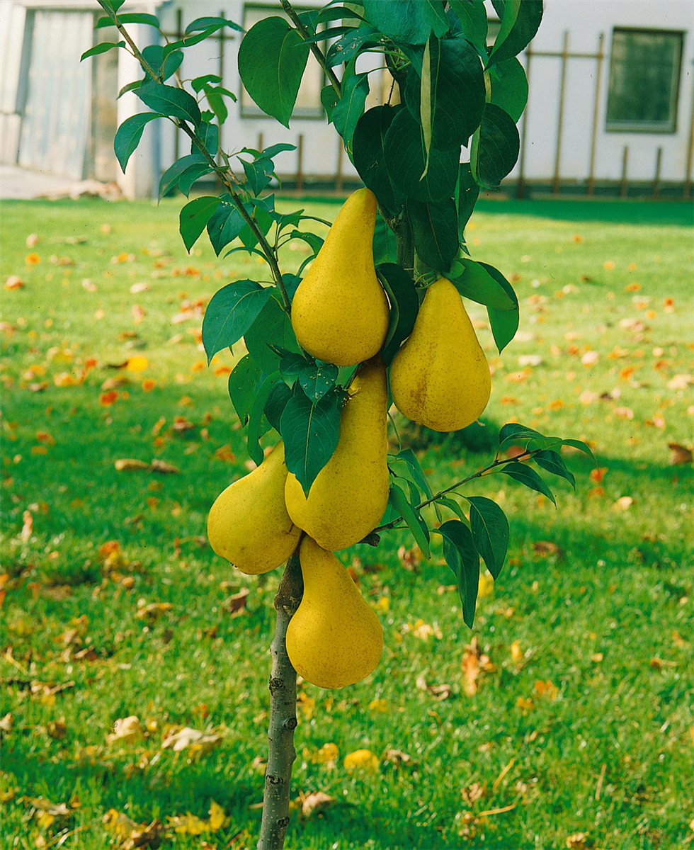 Pyrus communis Abate Fetel / Birnenbaum mini