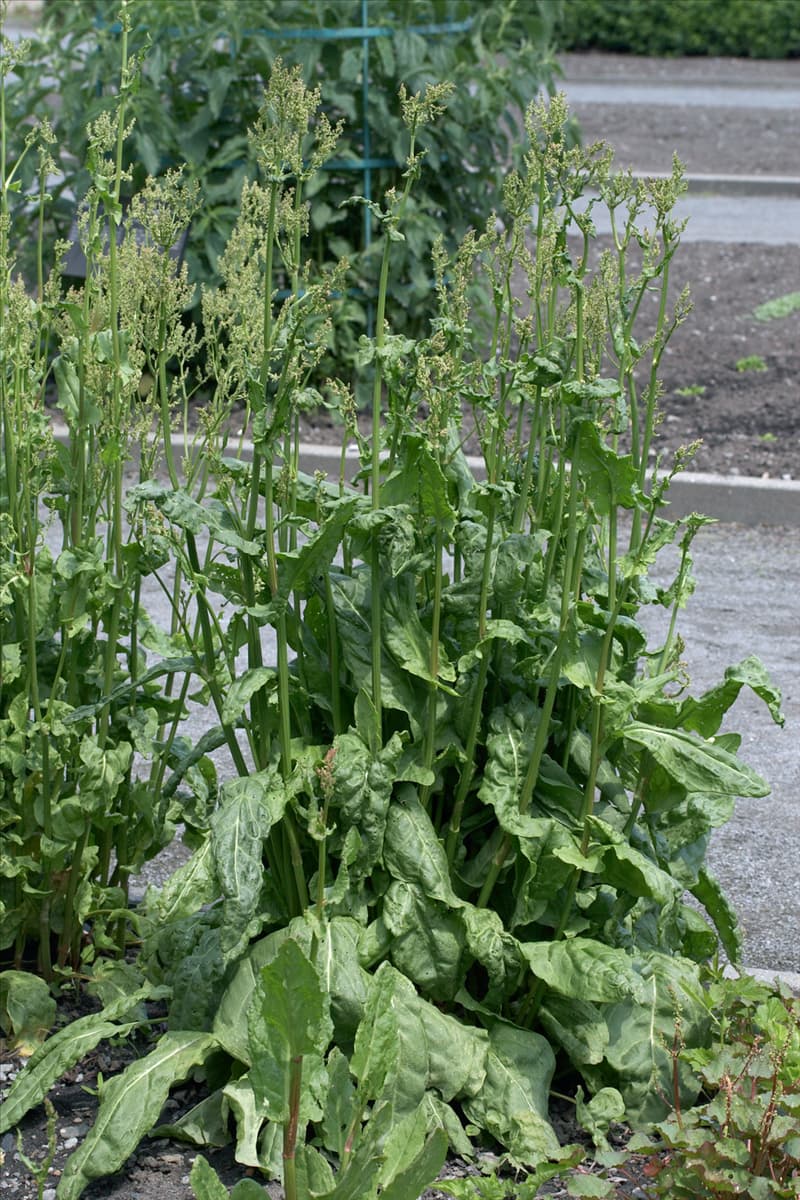 Rumex acetosa var. hortensis