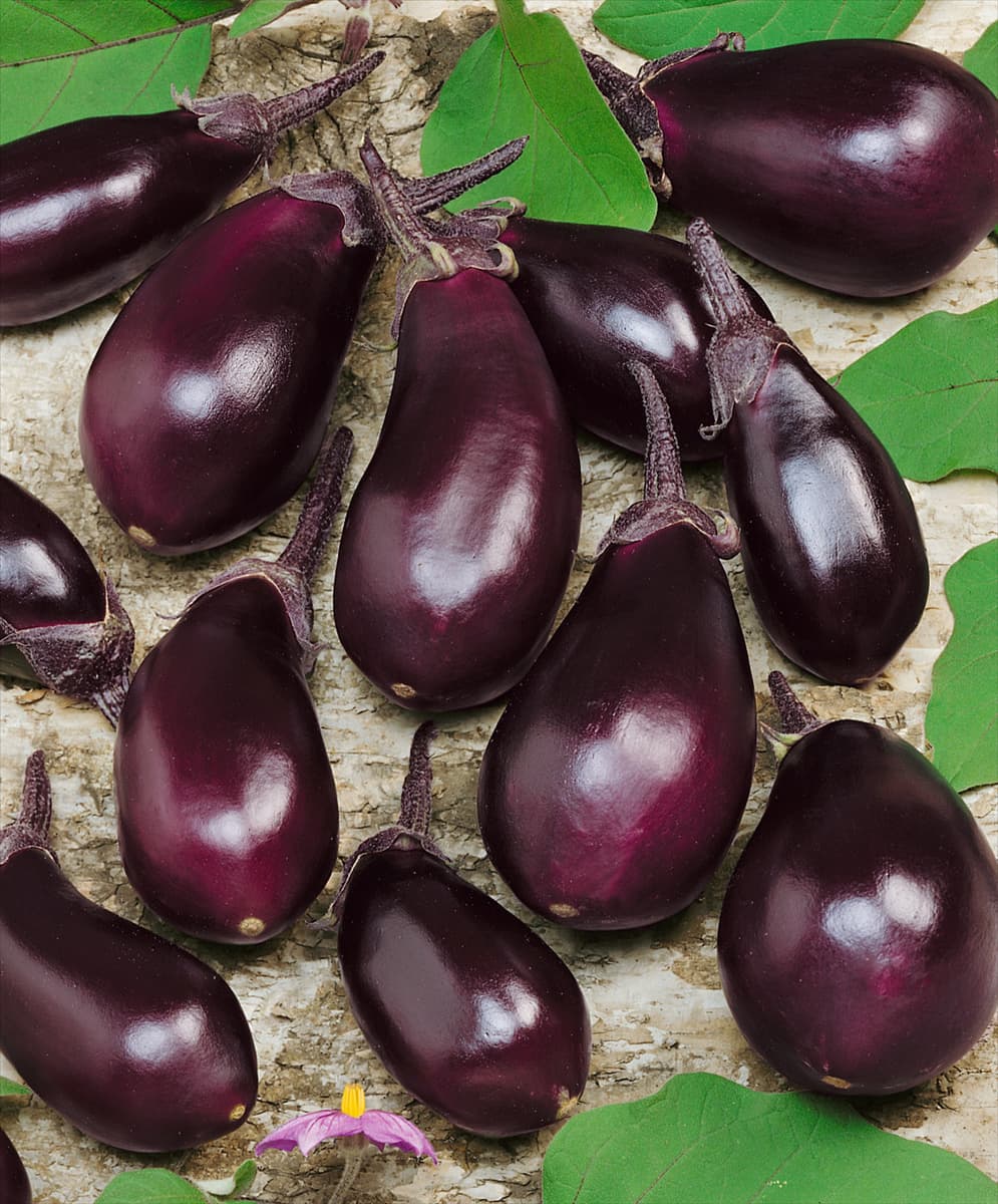 Aubergine / Solanum melongena Robin Hood