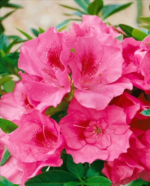 Rhododendron molle 'Weston´s Parade'