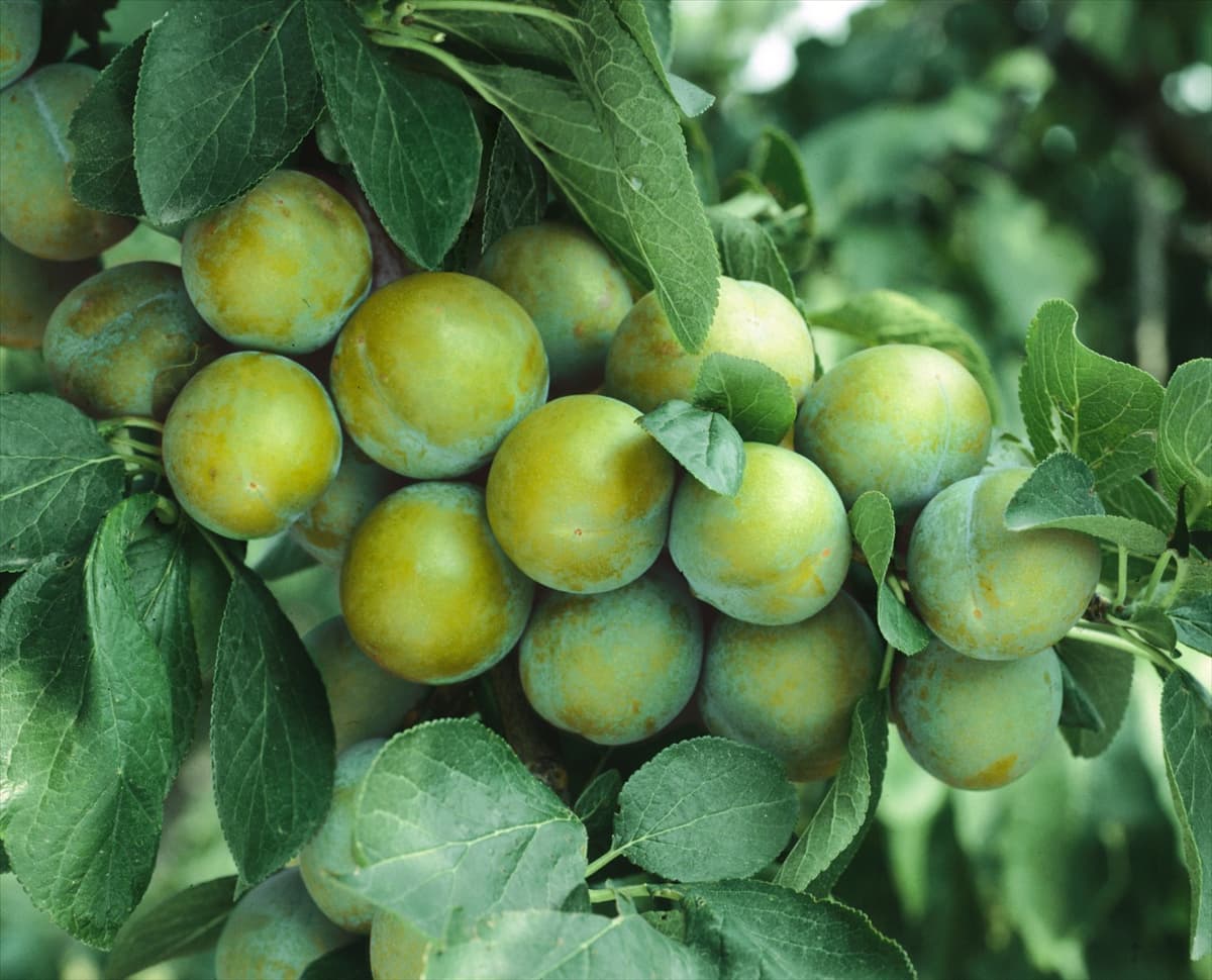 Prunus domestica subsp. domestica Ontario