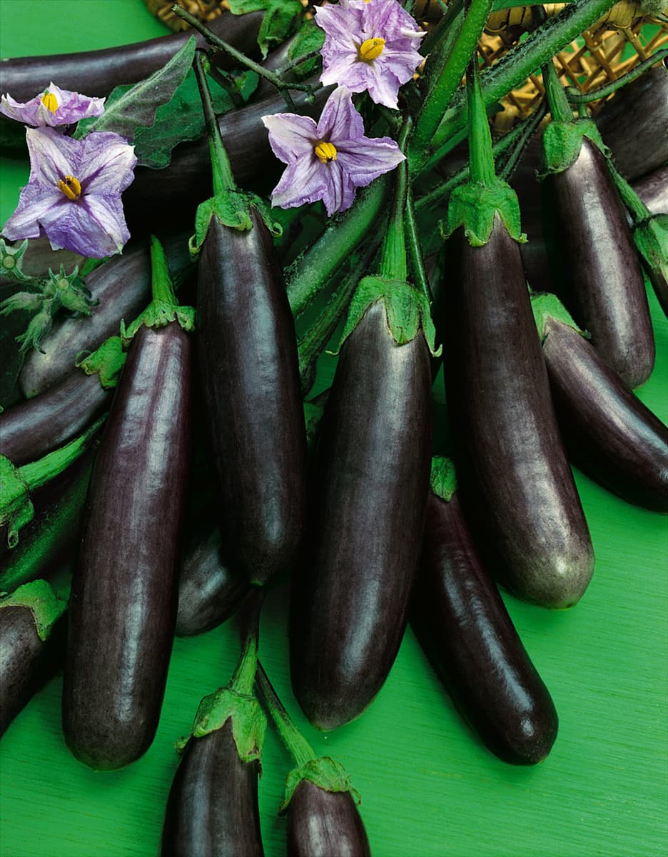 Aubergine/Solanum melongena SLIM JIM