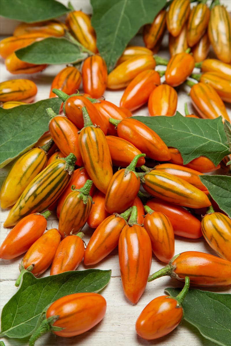 Solanum melongena Striped Toga