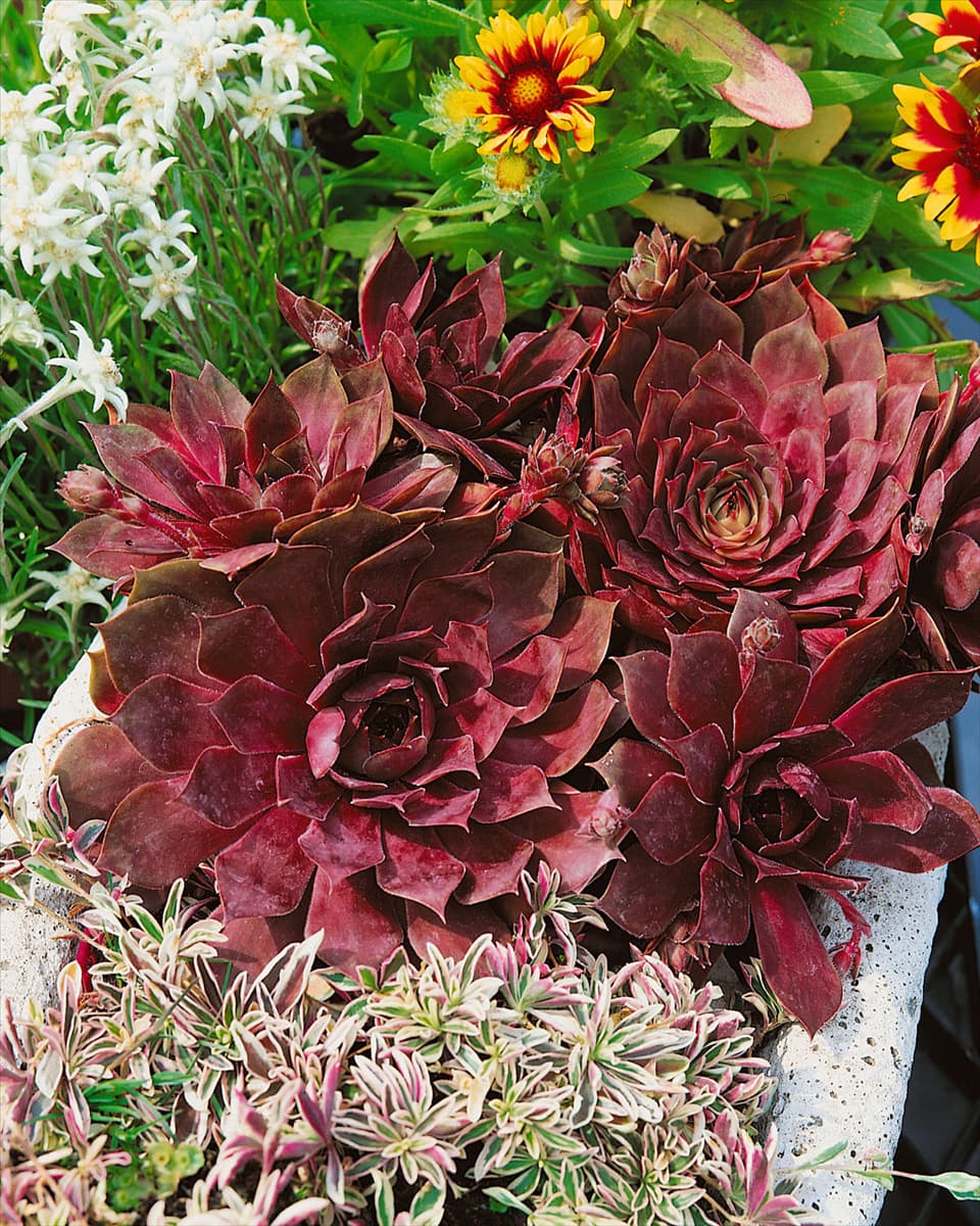 SEMPERVIVUM OTHELLO