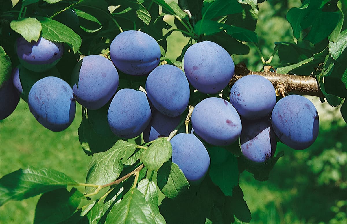 Pflaume/Zwetschke FRÜHBÜHLER (R)
