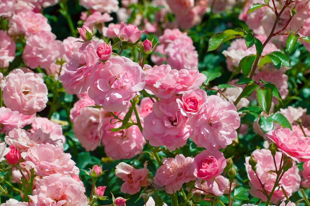 Rosa Meidomonac BONICA 82