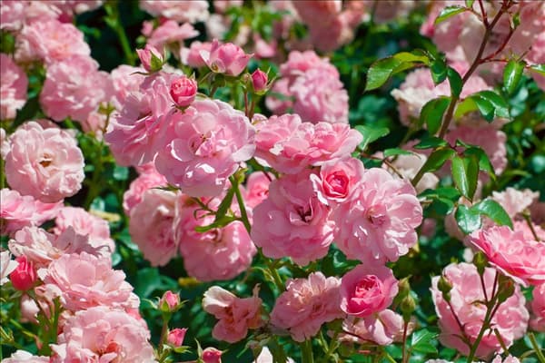 Rosa 'Bonica 82'®