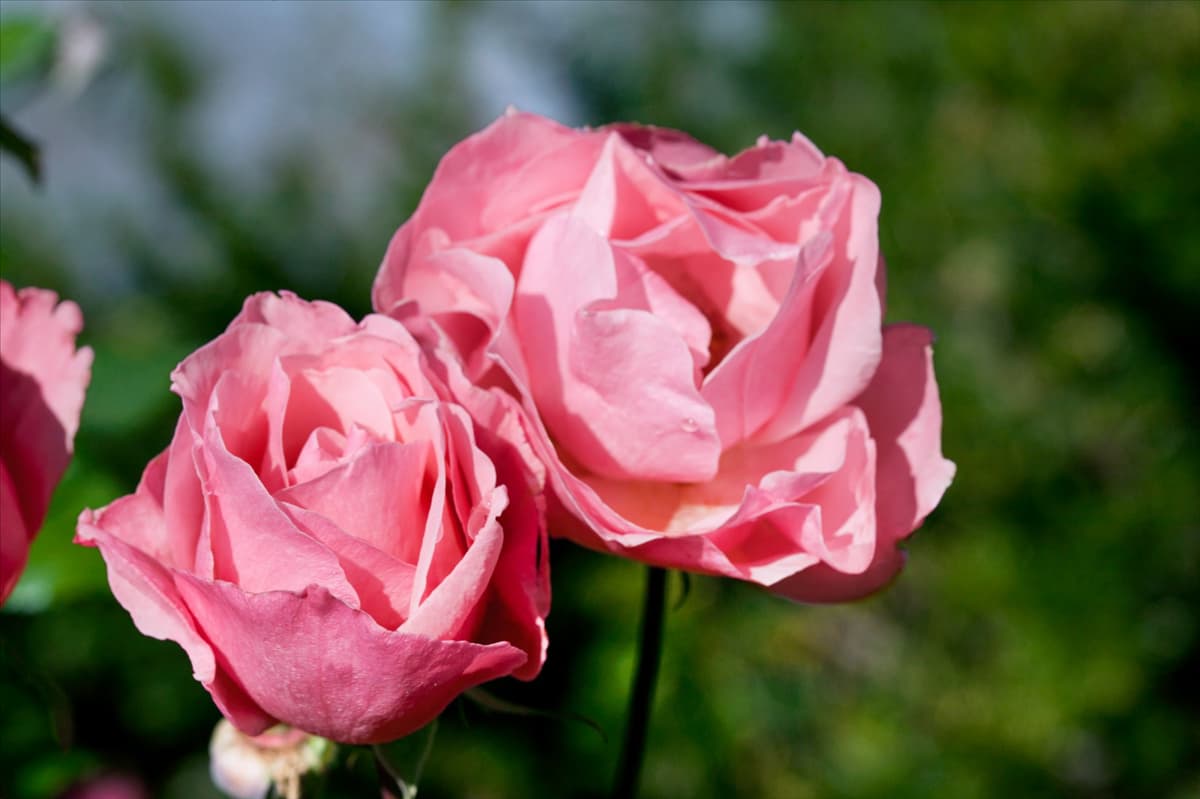 Rosa Queen Elizabeth