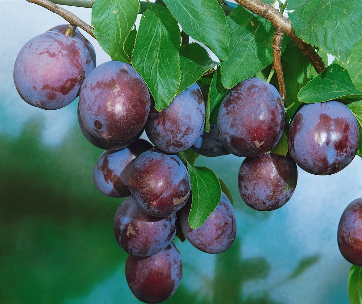 Pflaume/Zwetschke/Prunus domestica ERSINGER FRÜHZWETSCHE
