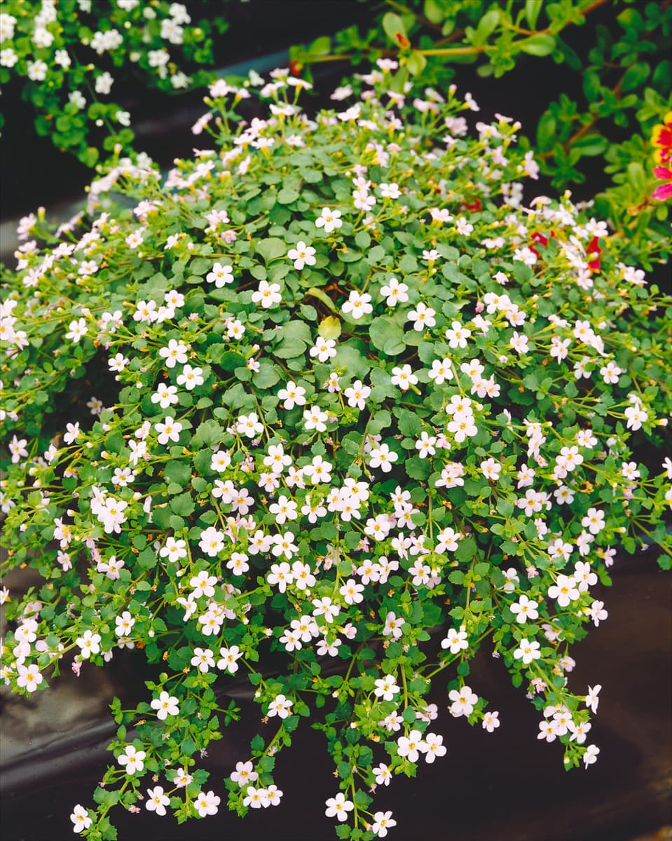 Sutera cordata Lavender Showers