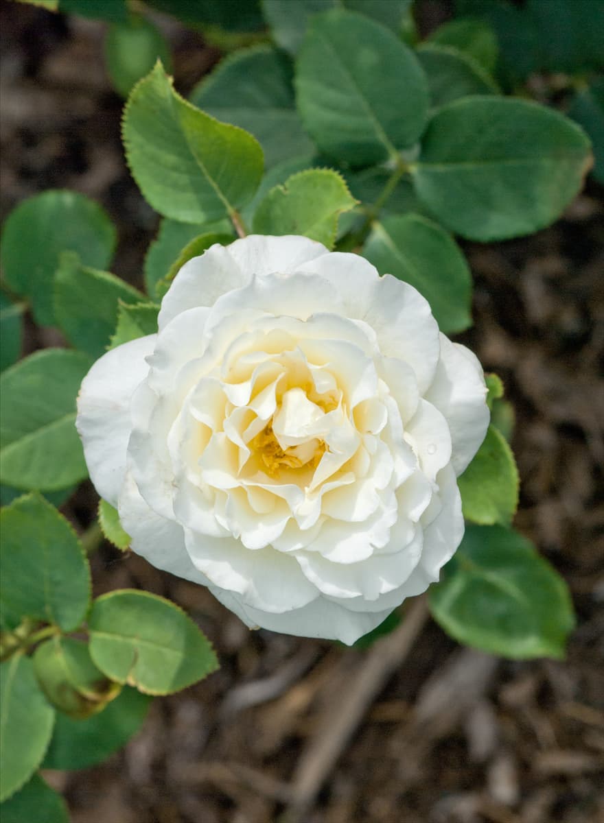 Rosa White Lightnin
