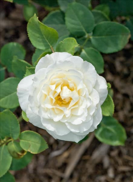 Rosa 'Boule de Neige'