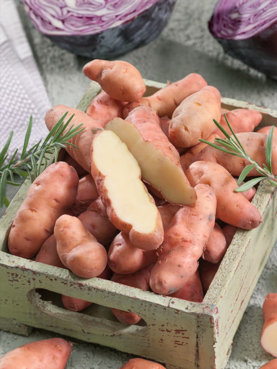 Solanum tuberosum Pink Fir Apple