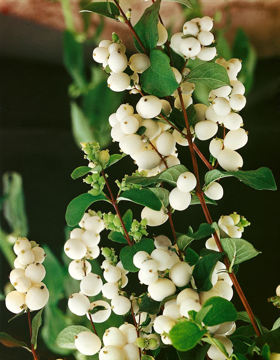 Symphoricarpos albus Laevigatus