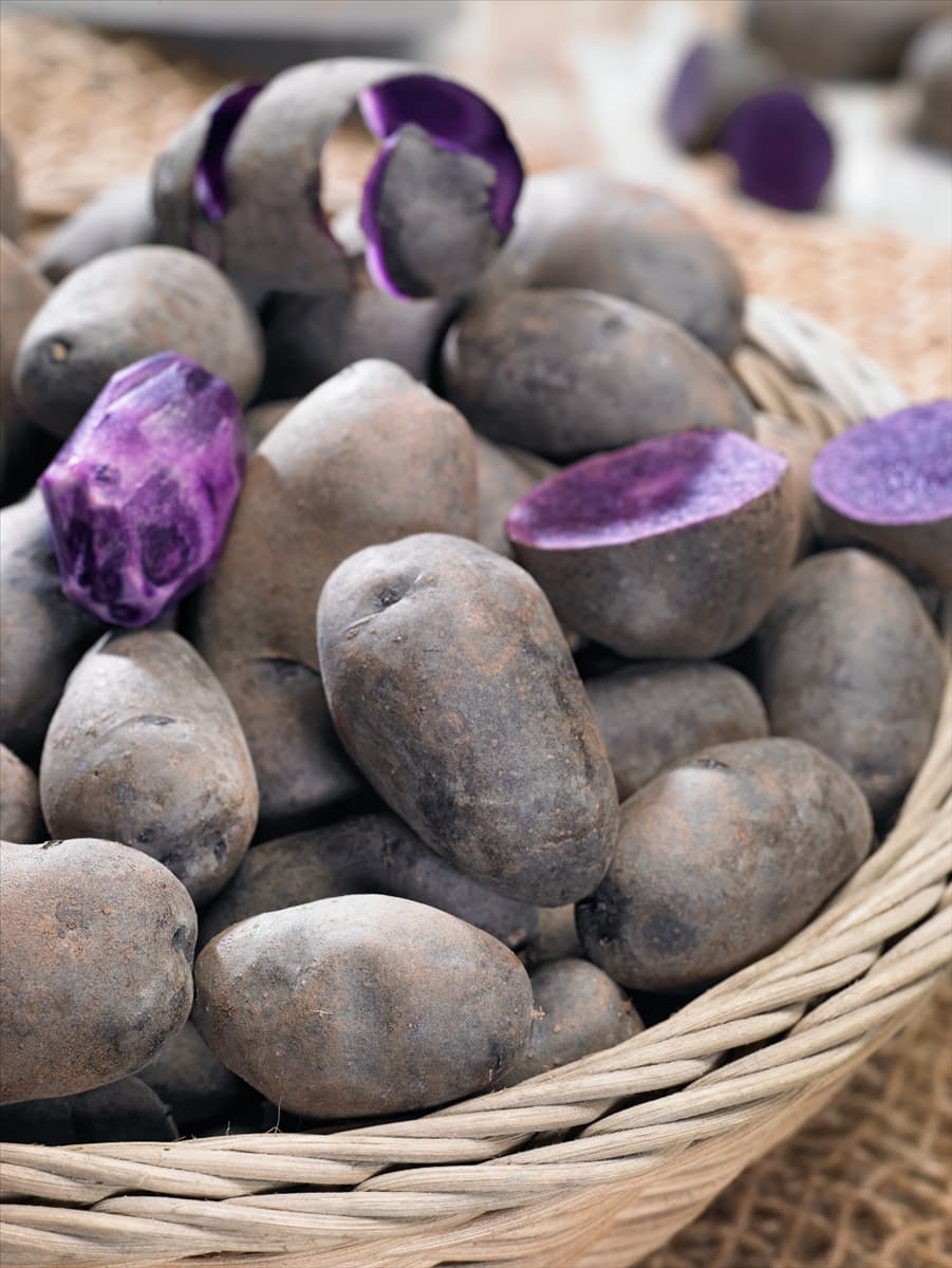 Solanum tuberosum Blaue St. Gallen